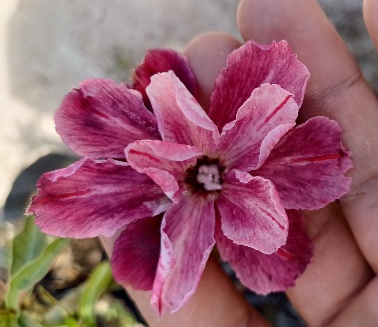 PURPLE MATTE ENXERTO