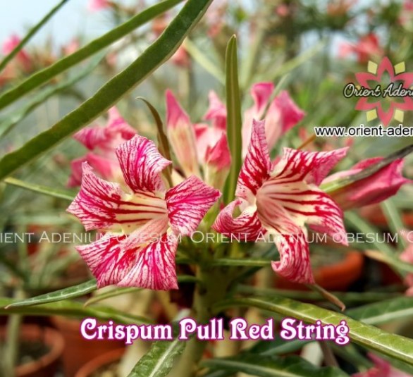 CRISPUM PULL RED ENXERTO