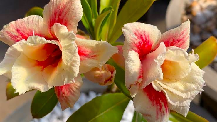 LEGACY ROSE ENXERTO