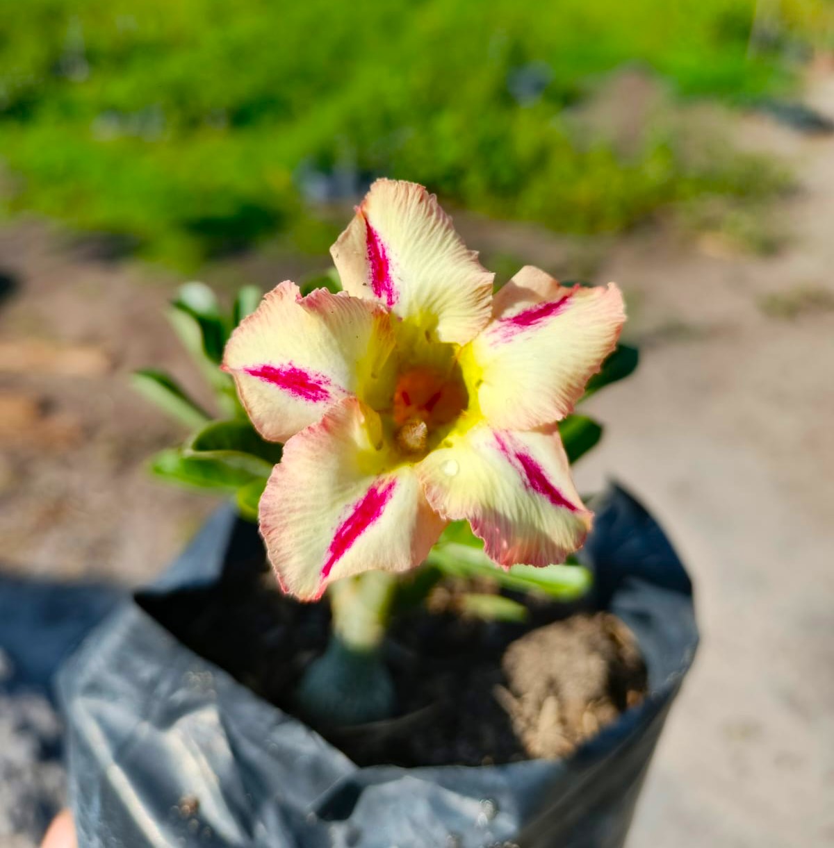 SERAPHINA ENXERTO