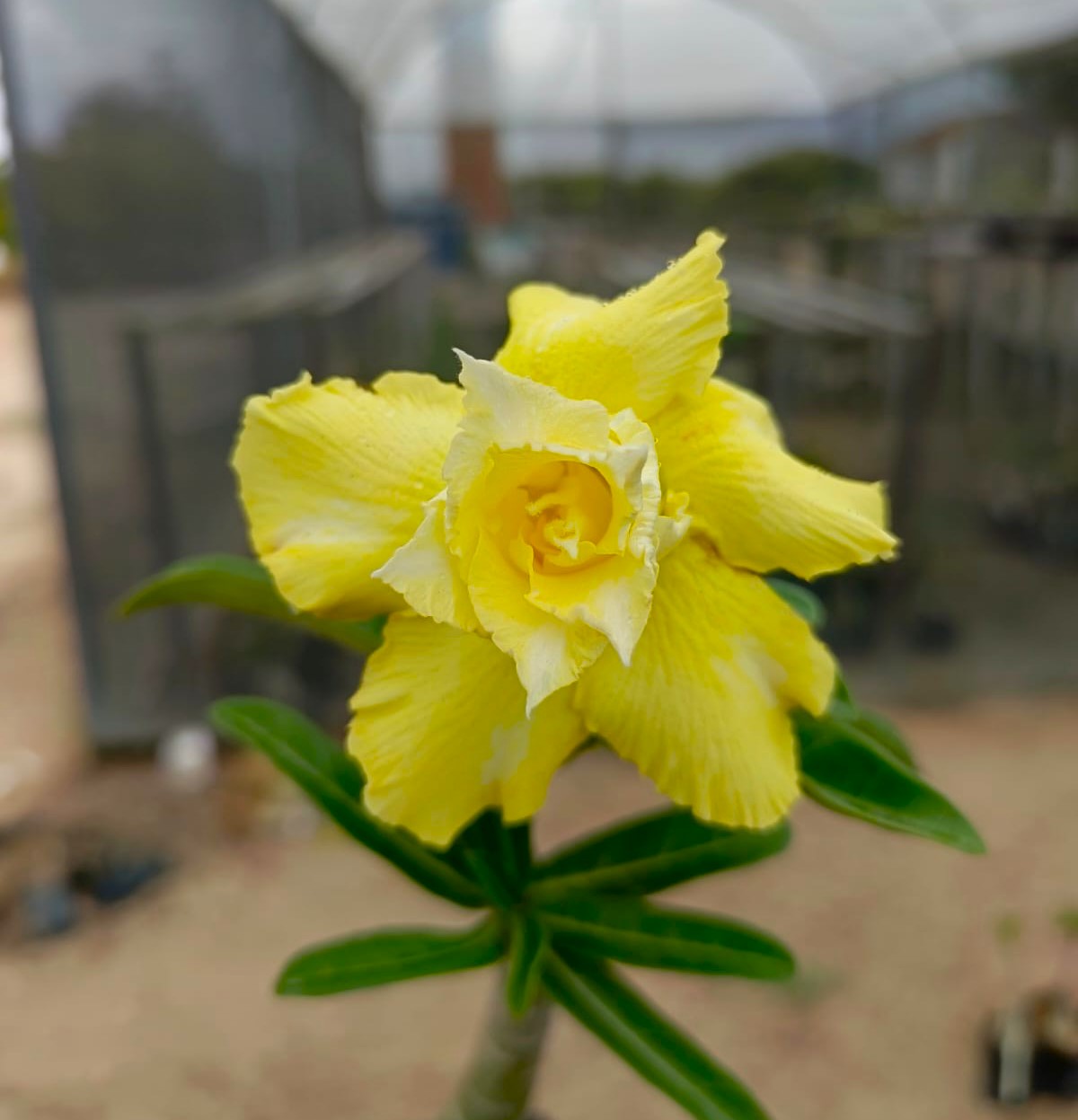 ULTIMATE YELLOW ENXERTO