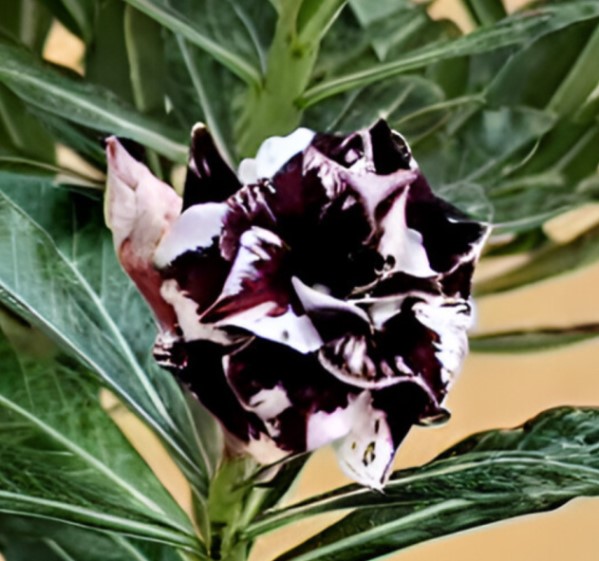 LILAC FROST ENXERTO