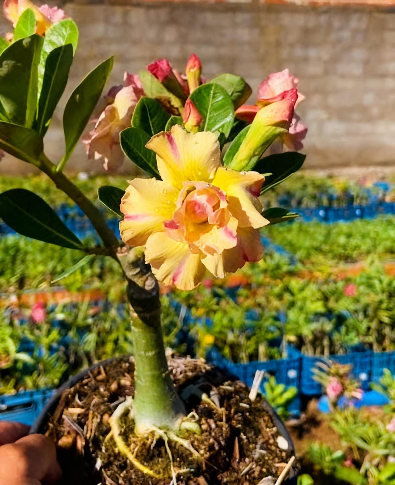 JOANITA ENXERTO